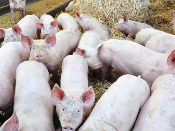 Élevage de porcs à la ferme la Jaluère (72)